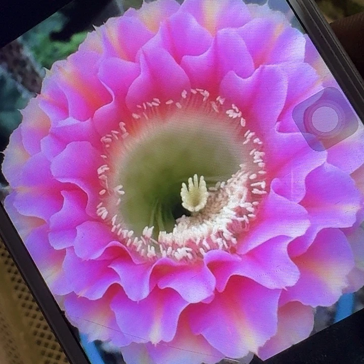 彼岸侧芽4公分彩草20包邮）