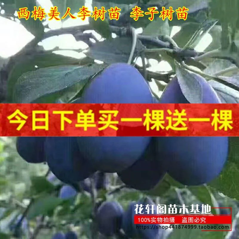 西梅美人李树苗 李子树苗果树苗嫁接李子苗当年结果南方北方种植