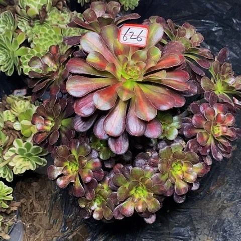 彩虹糖老桩捧花626号