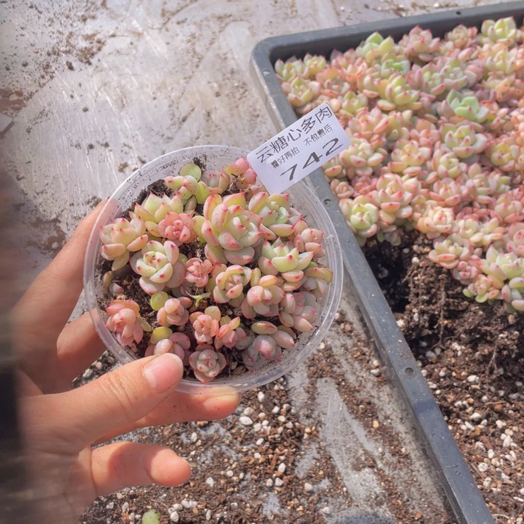 云糖心多肉植物742