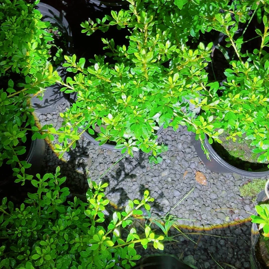 无花朵盆景皋月杜鹃日之丸