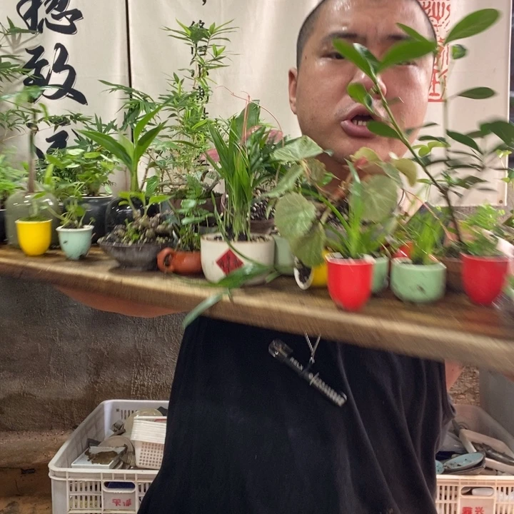 无花朵新手入门套餐3盆，器型随缘，品种不同