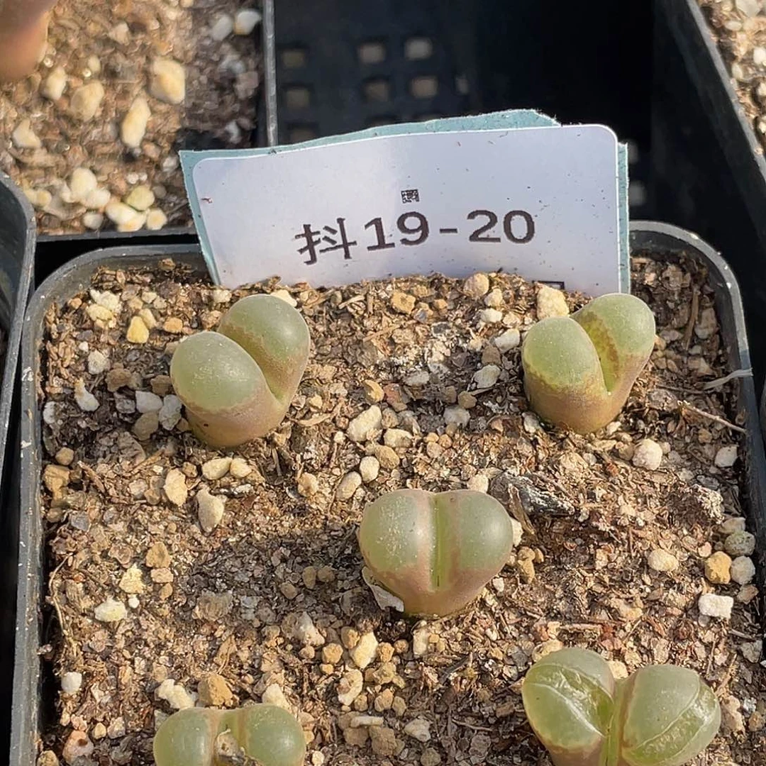 薄****19-20肉锥多肉植物