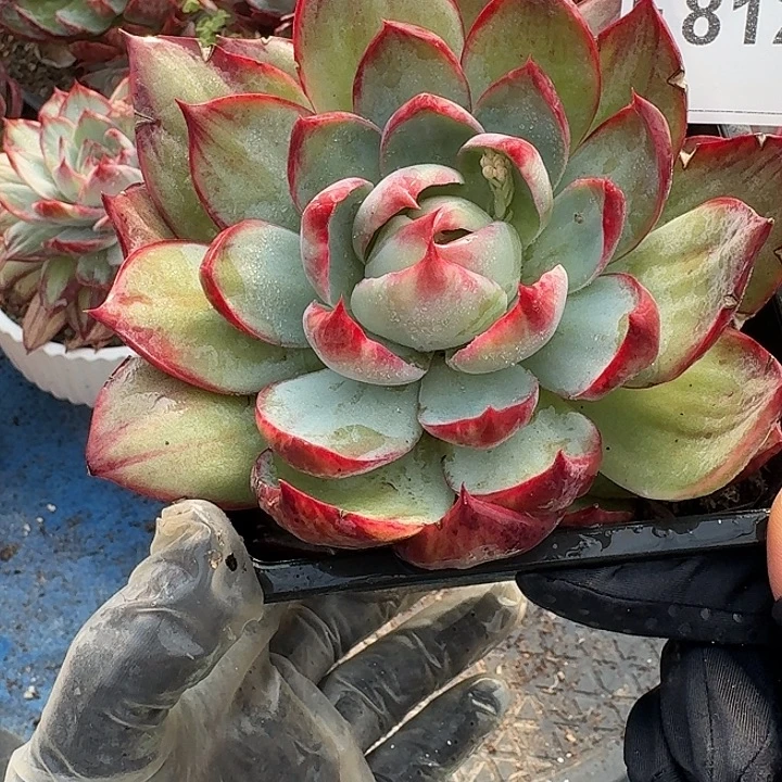 惊鸿惊鸿惊鸿 812........