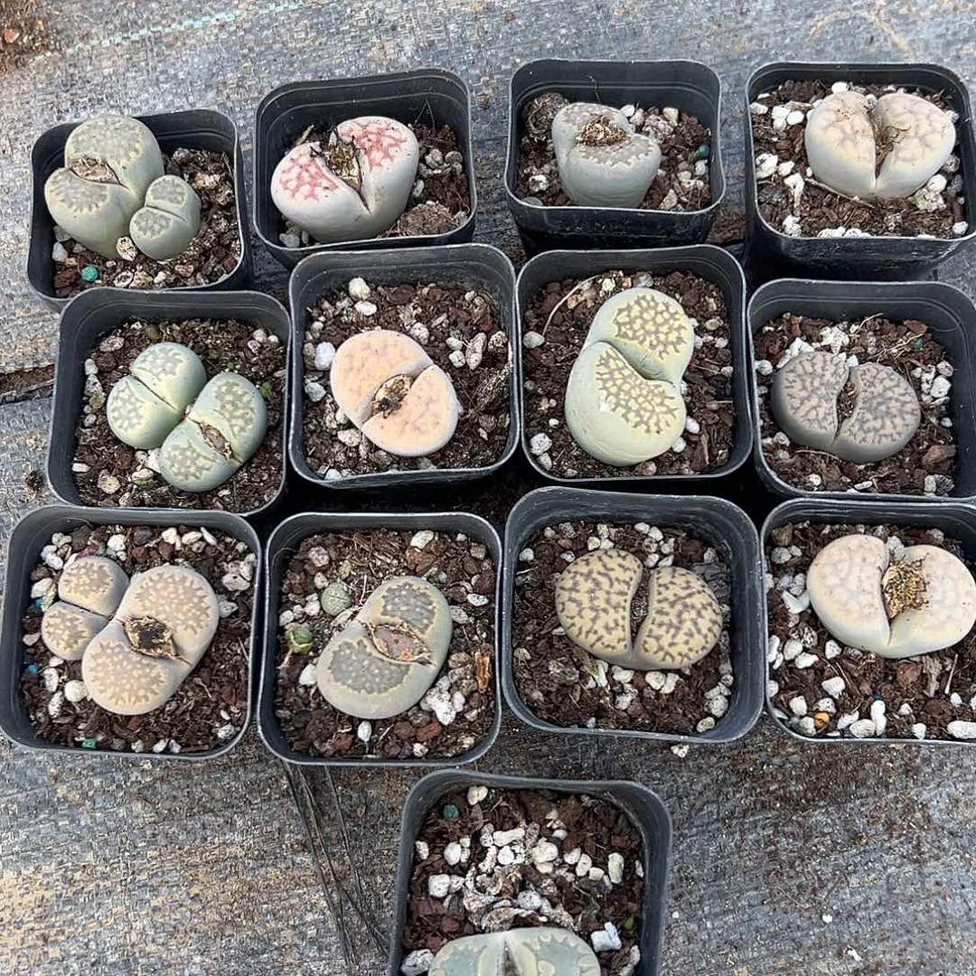 13颗生石花母本，一物一拍