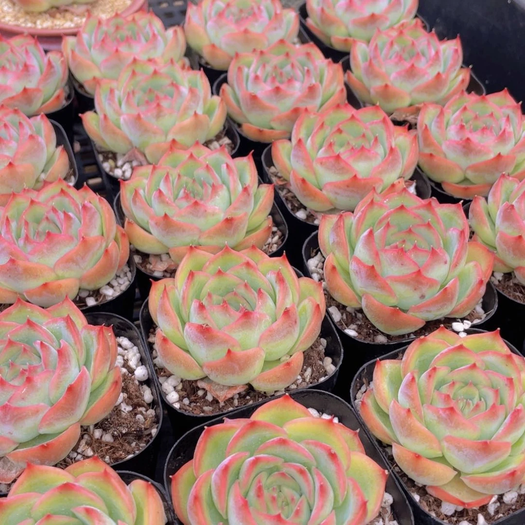 量拍37号 玫瑰花粉侧影单头一个