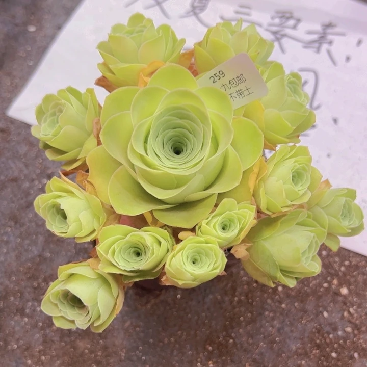 259 裸根不带土发货不包损