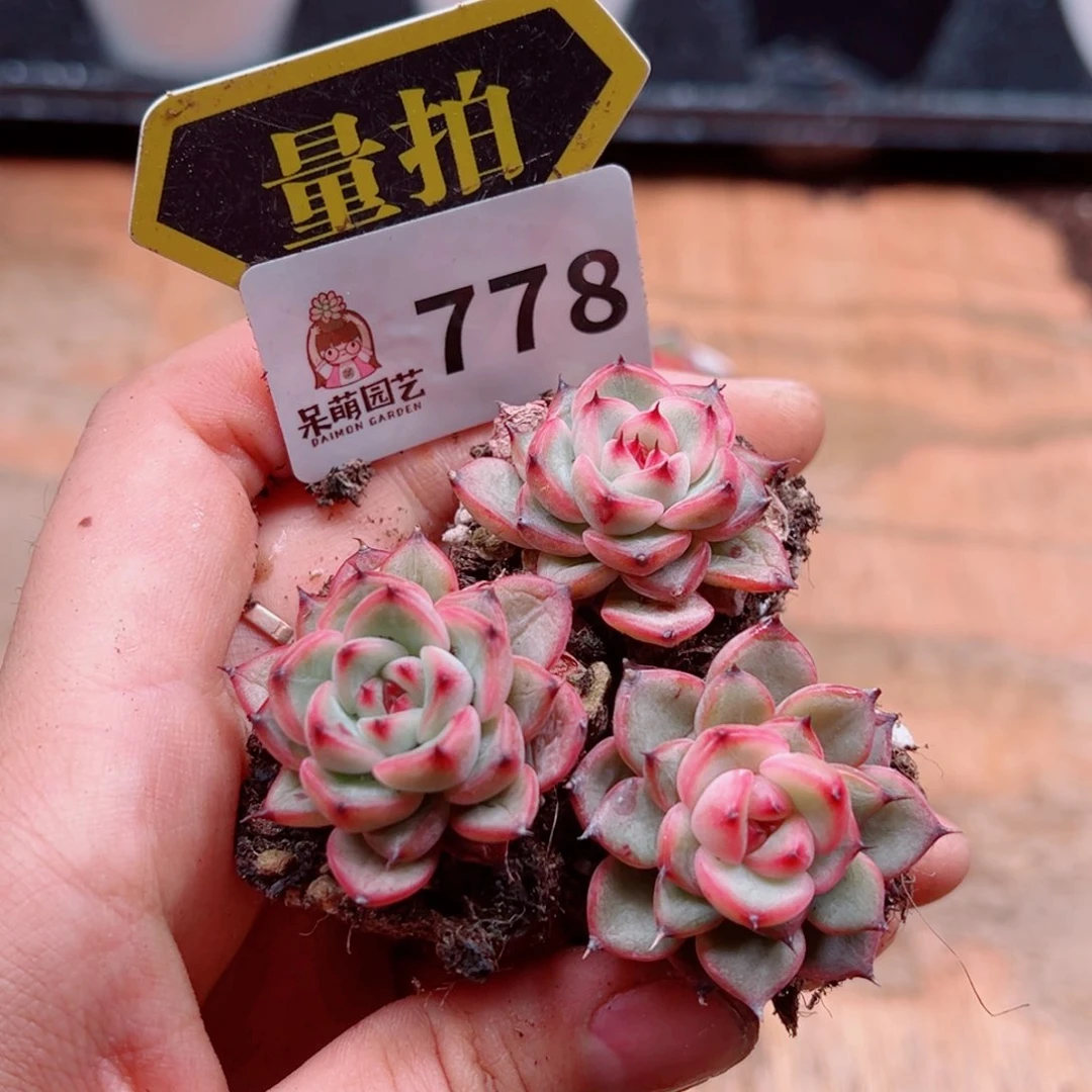 多肉植物多肉植物