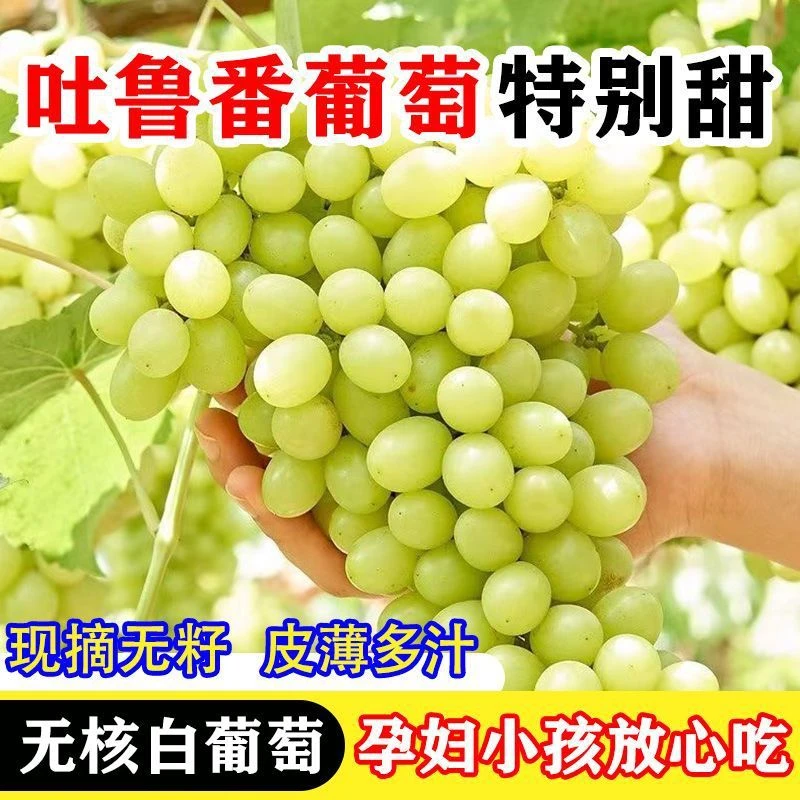 【川渝次日达】7-23-JF新疆吐鲁番无核白葡萄现摘当季马奶提子新鲜水果纯甜新疆维吾尔自治区新疆维吾尔自治区