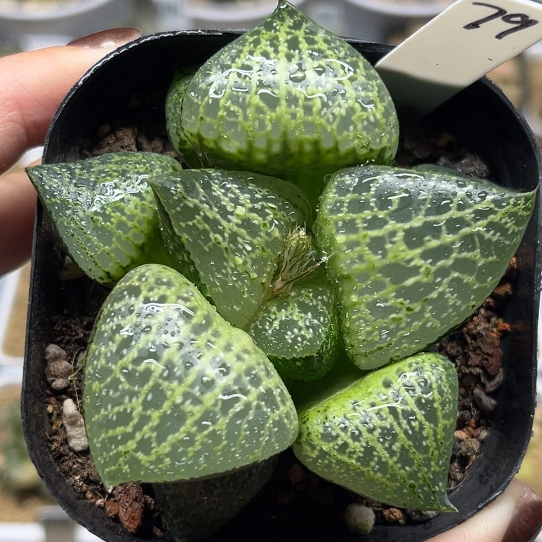 79白金康平福利专场