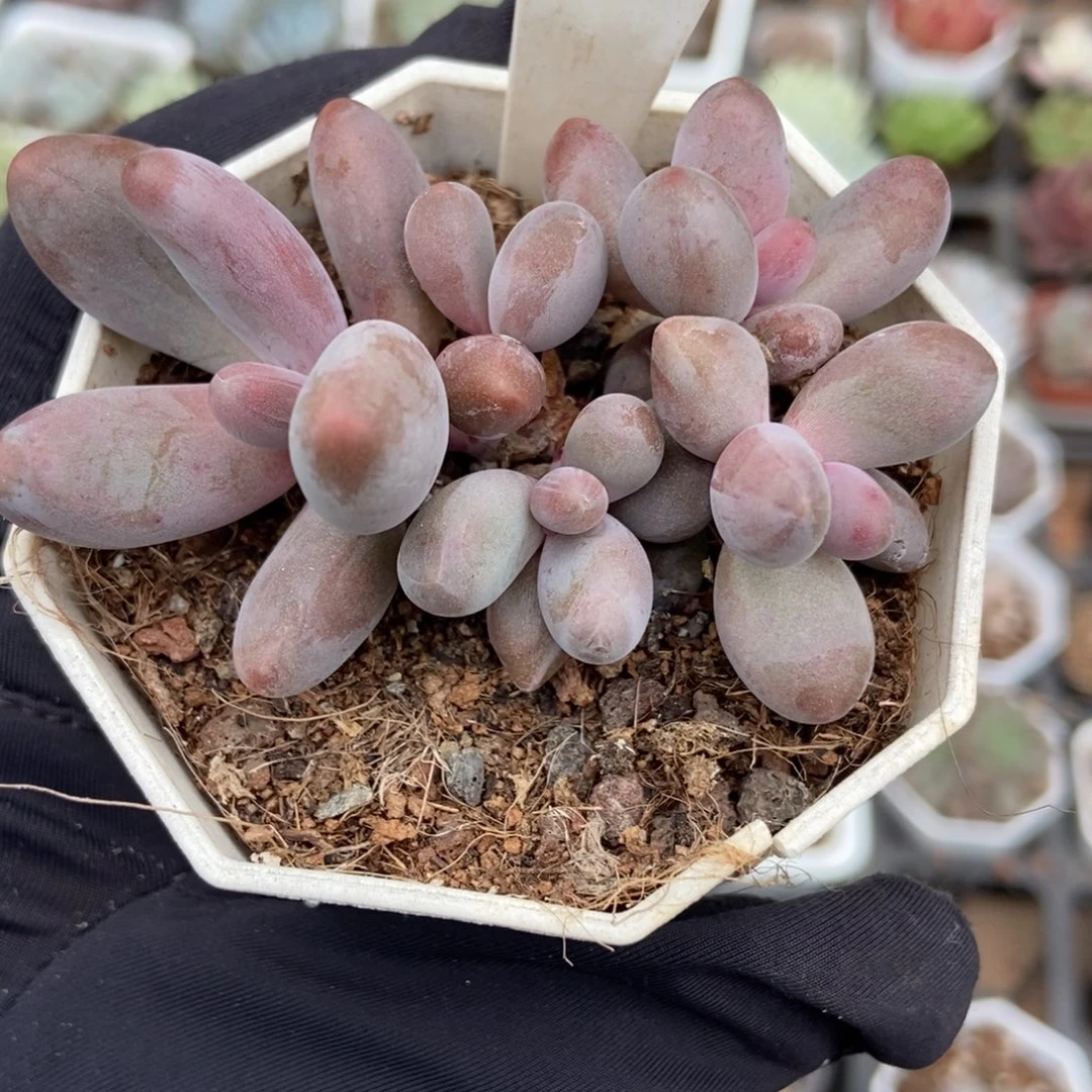 952红手指多肉植物多破了