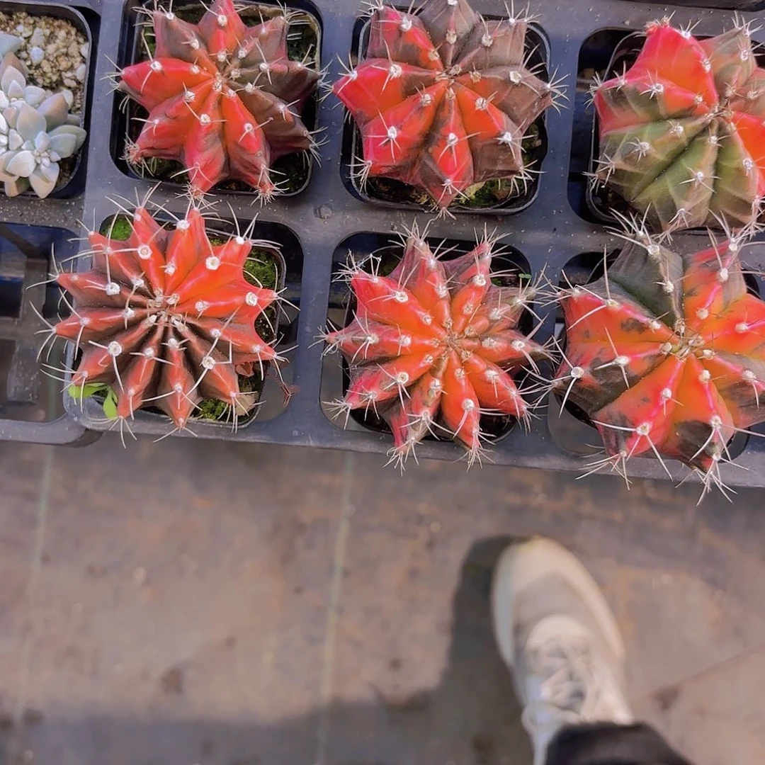 牡丹锦一颗量拍111