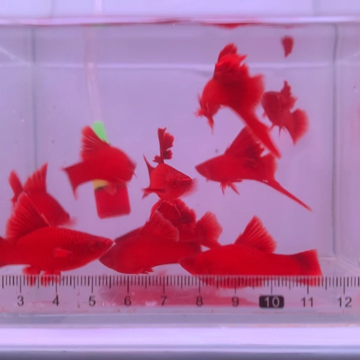 红剑鱼高鳍红剑亚成4公6母