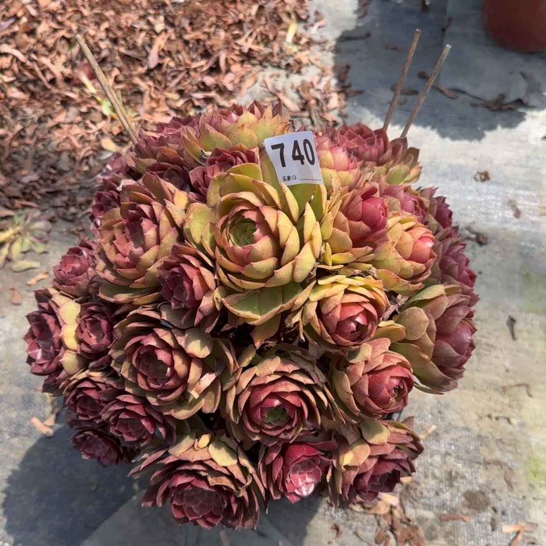 ?****舂740多肉植物桃花