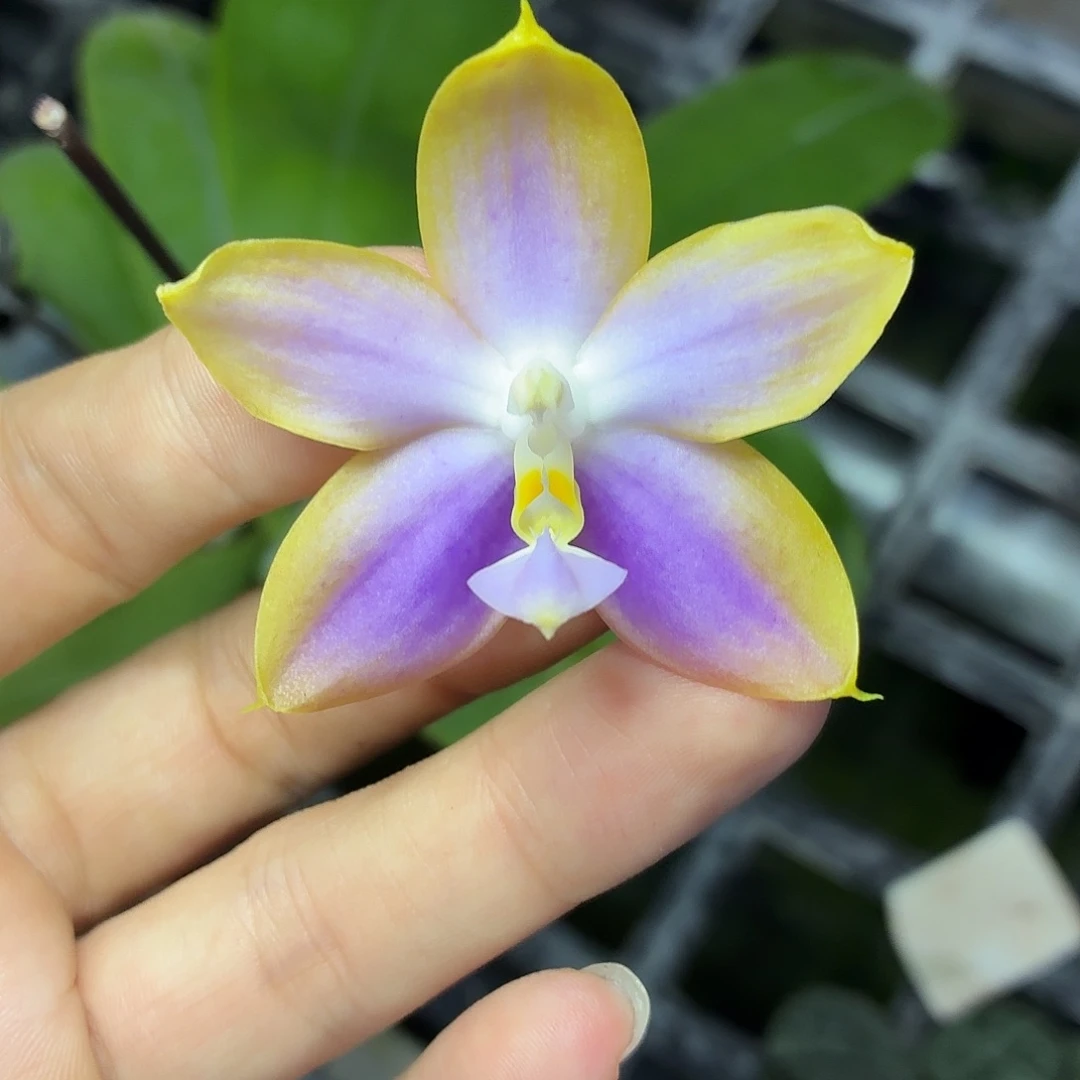 当前无花朵，栽培后可花朵A1632