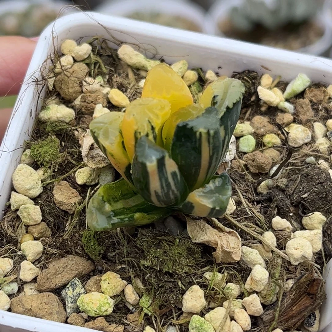 3玉万万象锦（根不好介意勿拍）福利专场