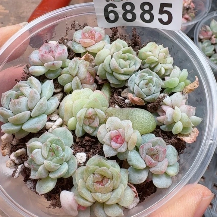 多肉植物多肉植物