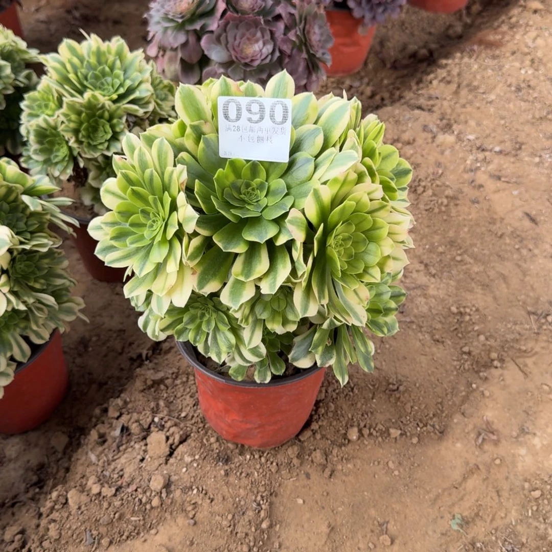 红*果90号金丝清棚不包损