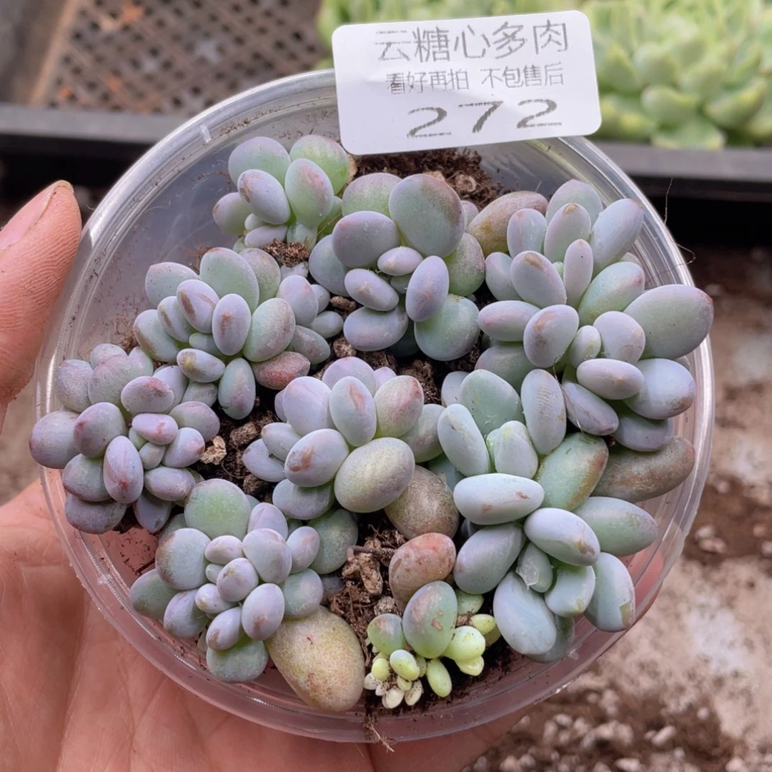 云糖心多肉植物272
