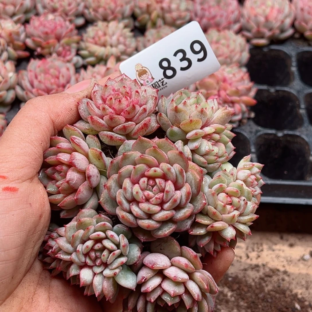 多肉植物多肉植物