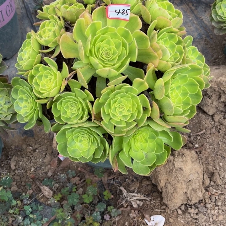 425雨荷多肉植物法师