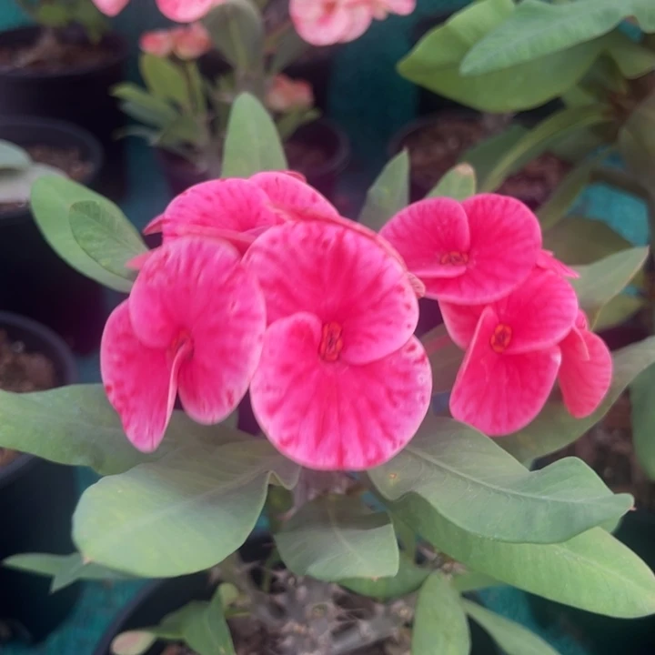 泰品扦插一物一拍