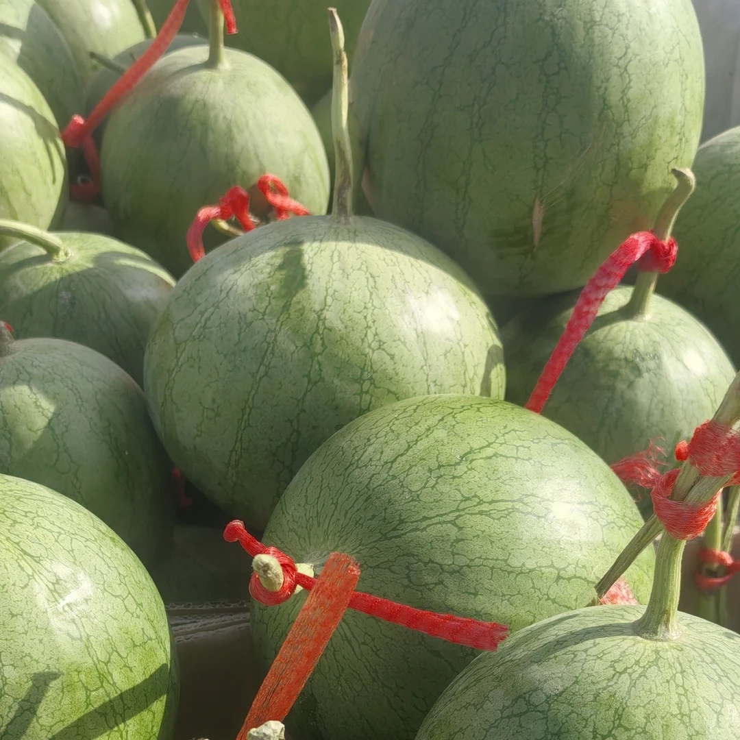 惠玲吊瓜西瓜单颗2-6斤整箱40斤新鲜宁夏回族自治区