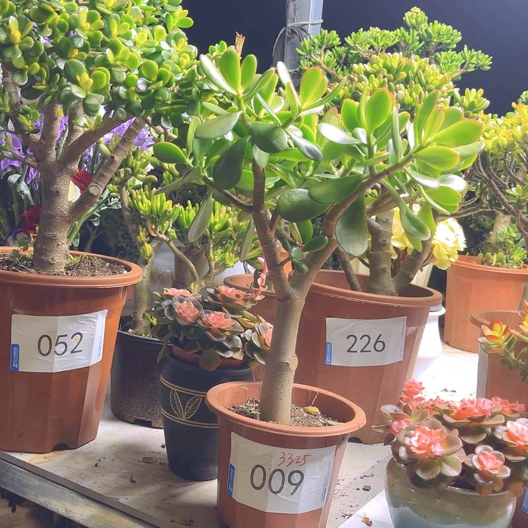 玉树大叶老桩3325