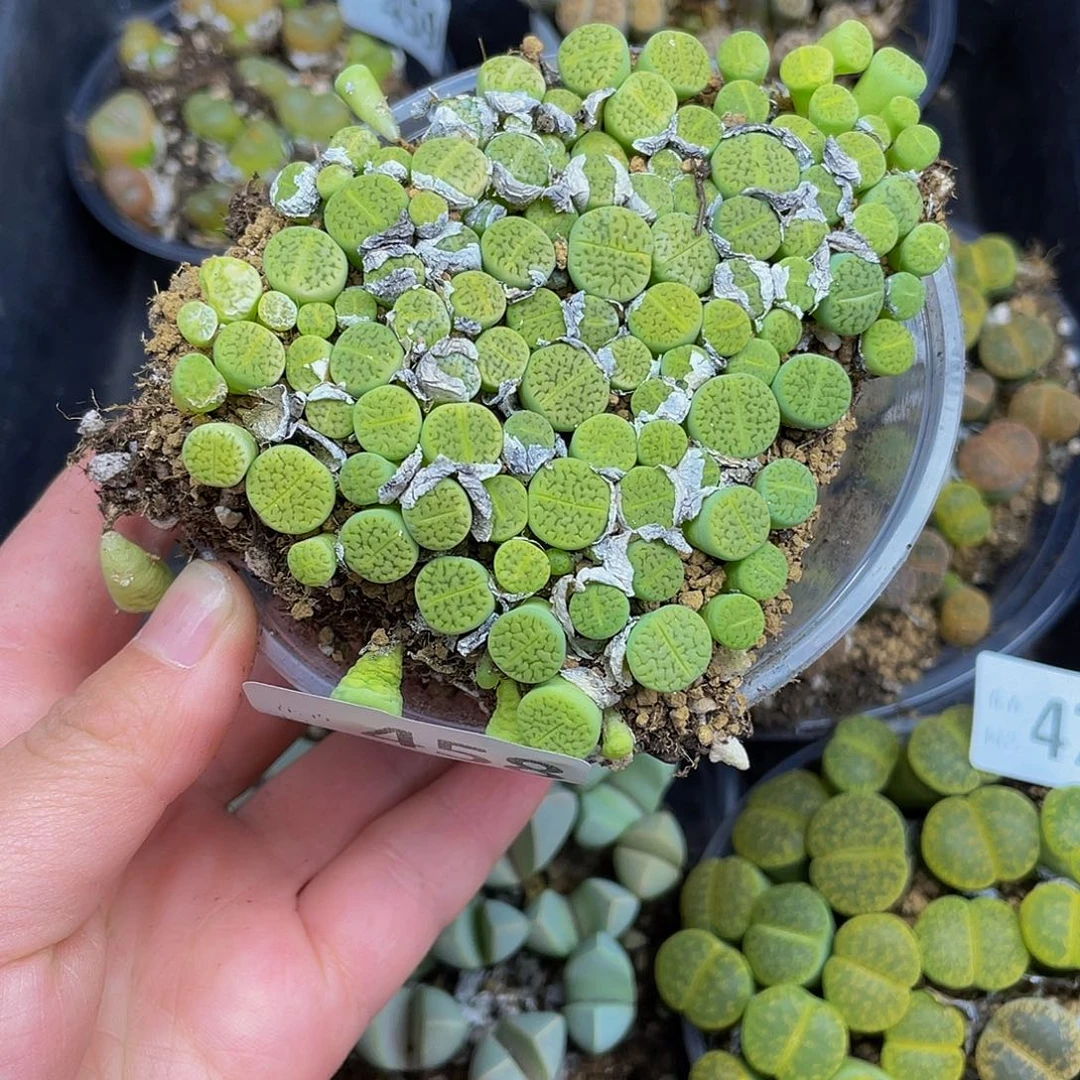 45800000000花花花花花花