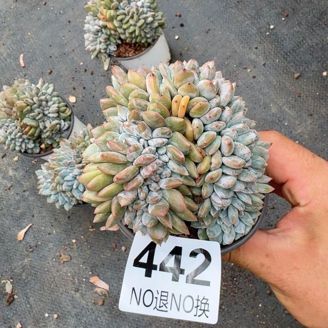 11厘米的尺寸一物一拍442