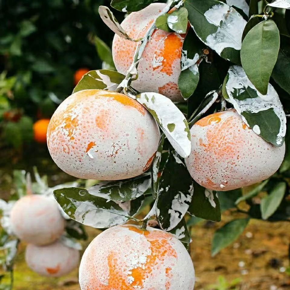 正宗广西茂谷柑脏脏柑新鲜采摘爆甜多汁