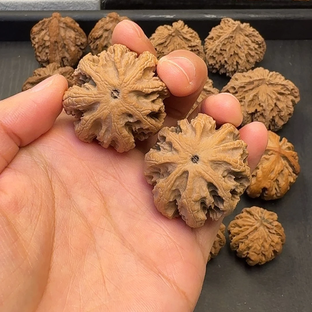 核桃突突突突突突突突突突突突突突