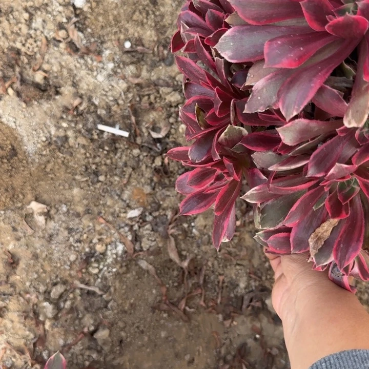 3889 浣纱清棚处理不包断枝