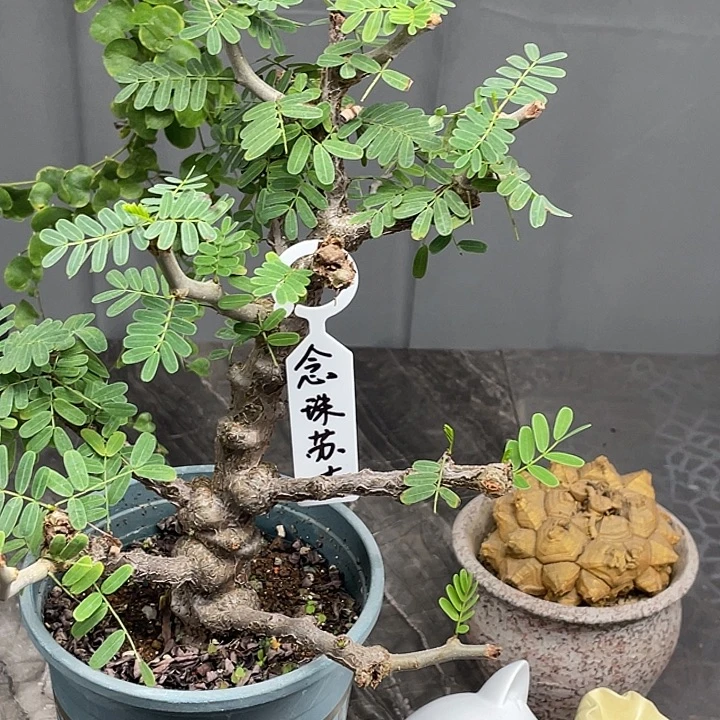 念珠苏木开播6折仅有一单