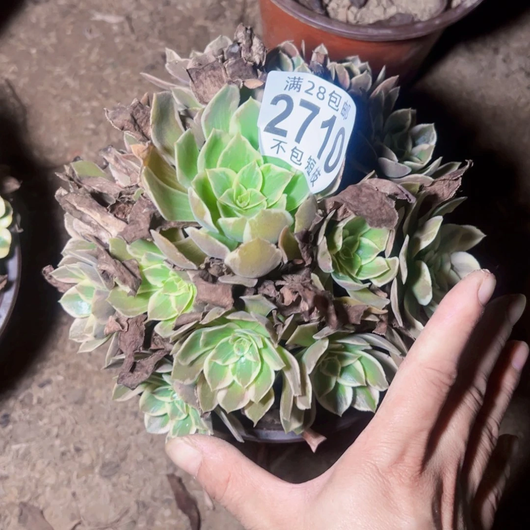 2710浣纱多肉植物法师