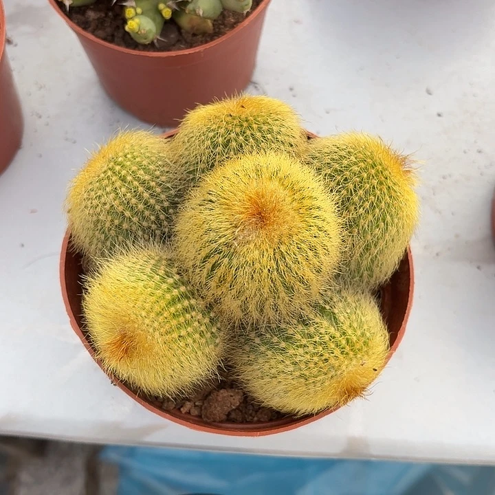 庄*金丝猴仙人球1234