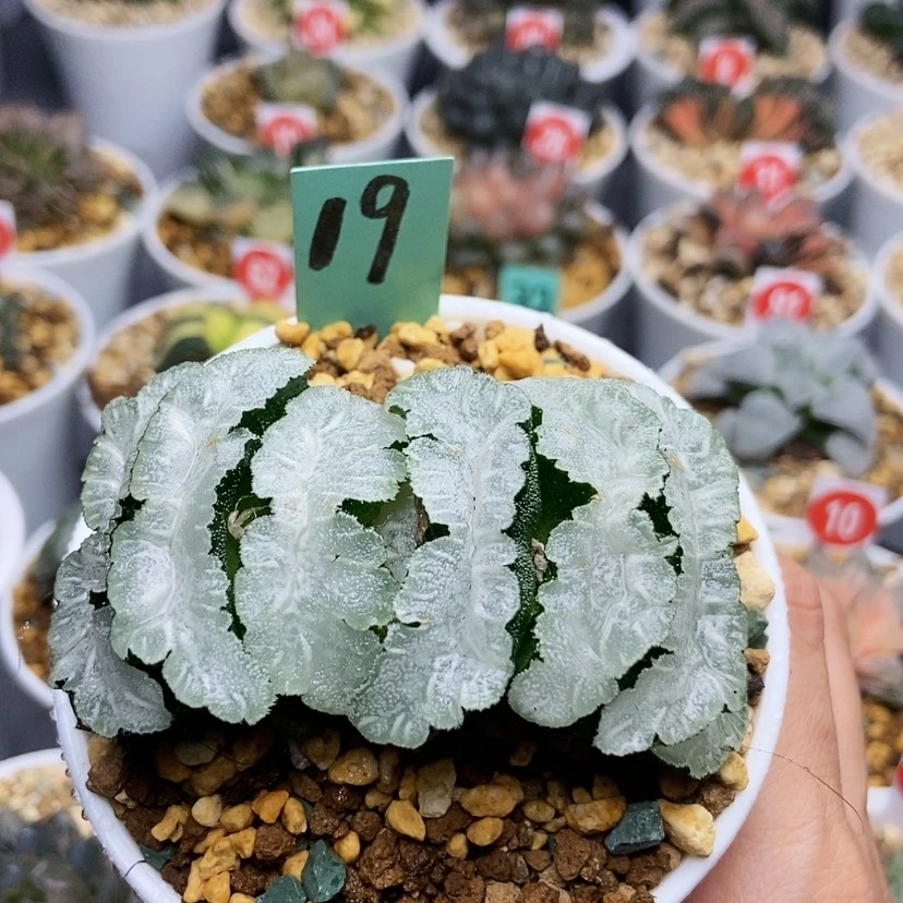 【闪购商品】19猛犸玉扇