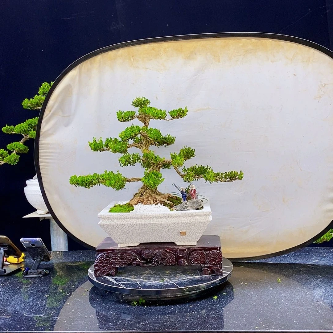 无花朵黄杨盆景造型