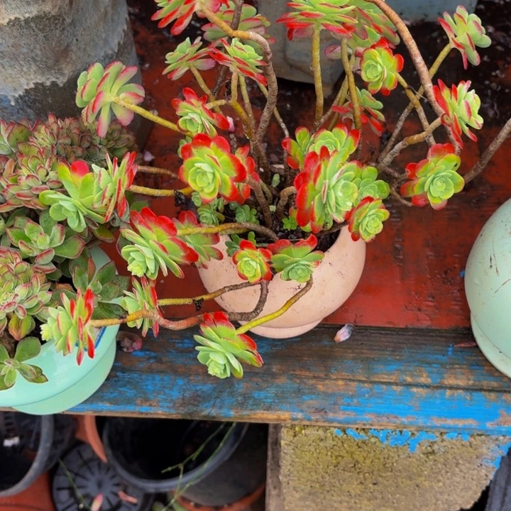 千***太老桩精品肉肉播华装