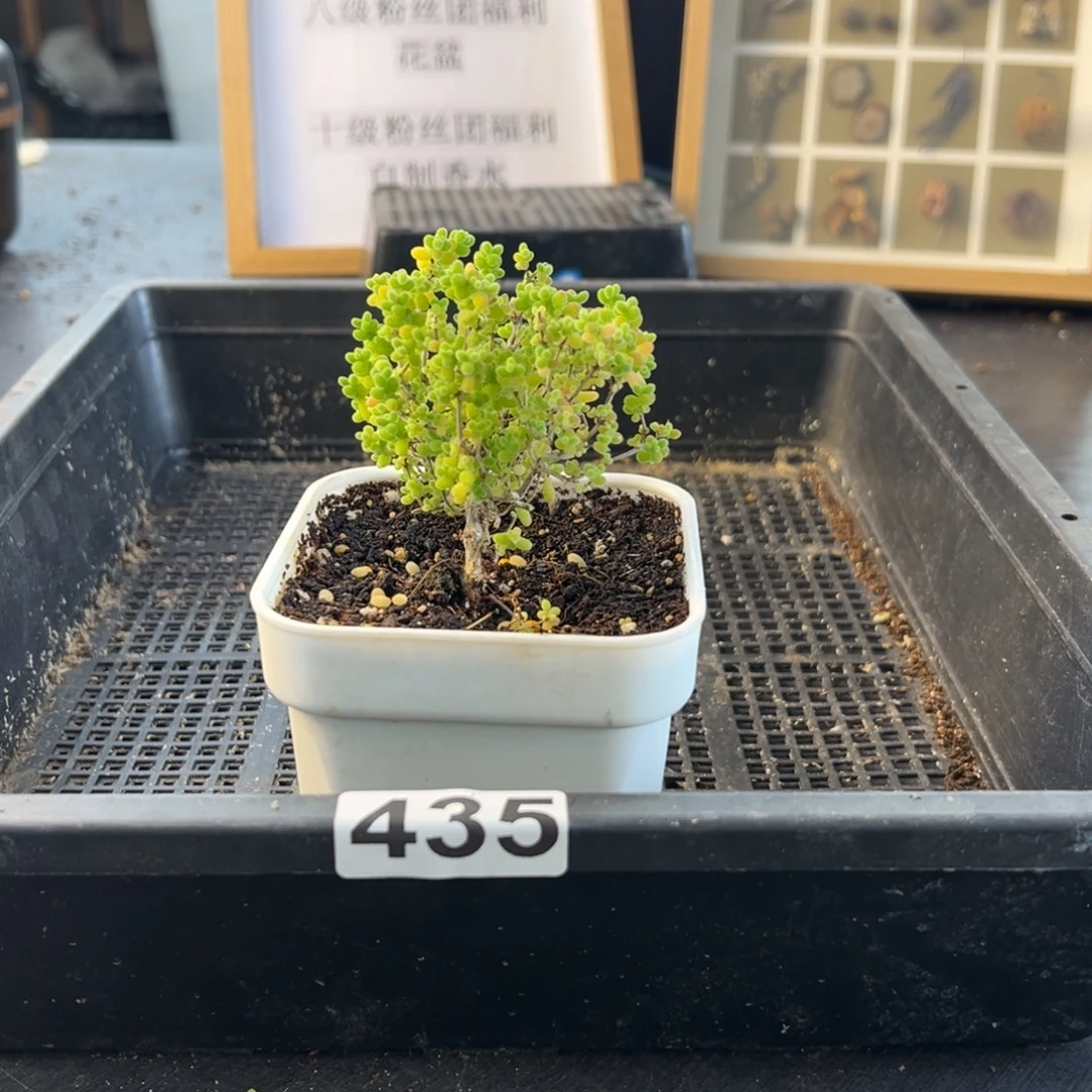 旺****枝干番杏多肉植物435安
