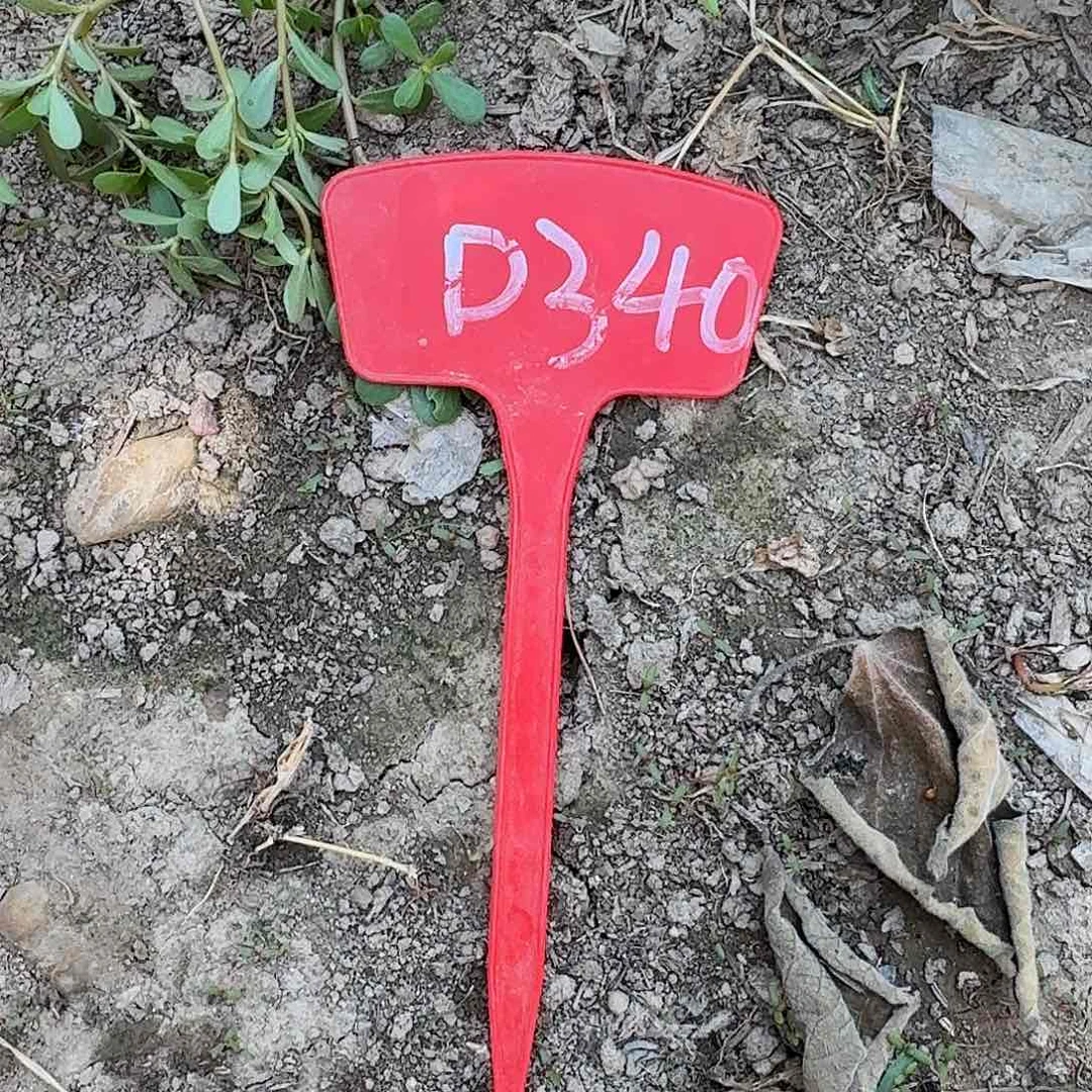 奔***凡D340,马丙瑕疵歪头4cm
