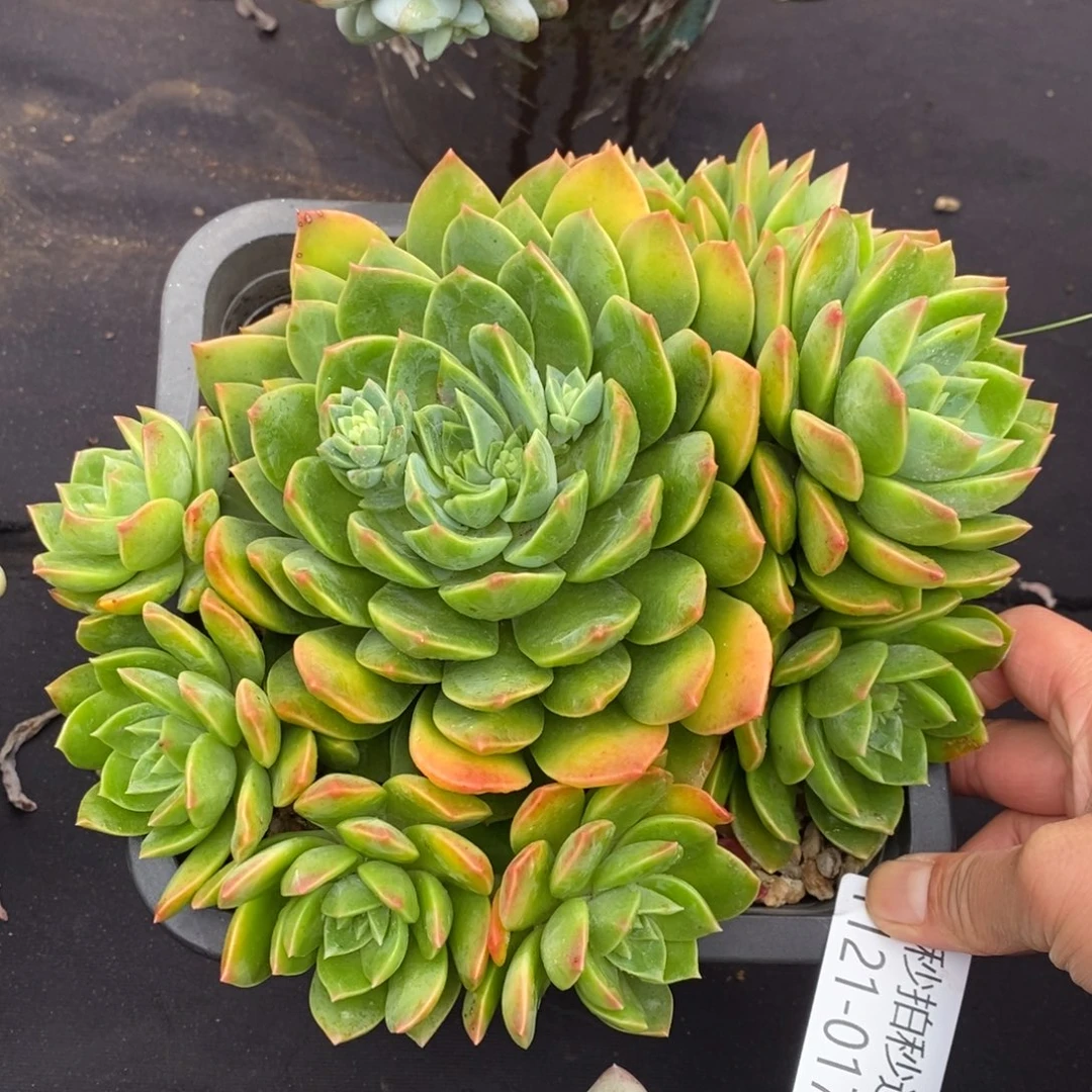 两单包邮1121-17翠鸟