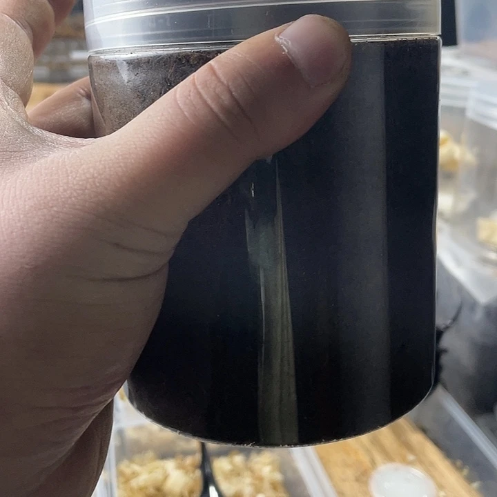 苏门答腊宽扁不好好滚滚滚3l
