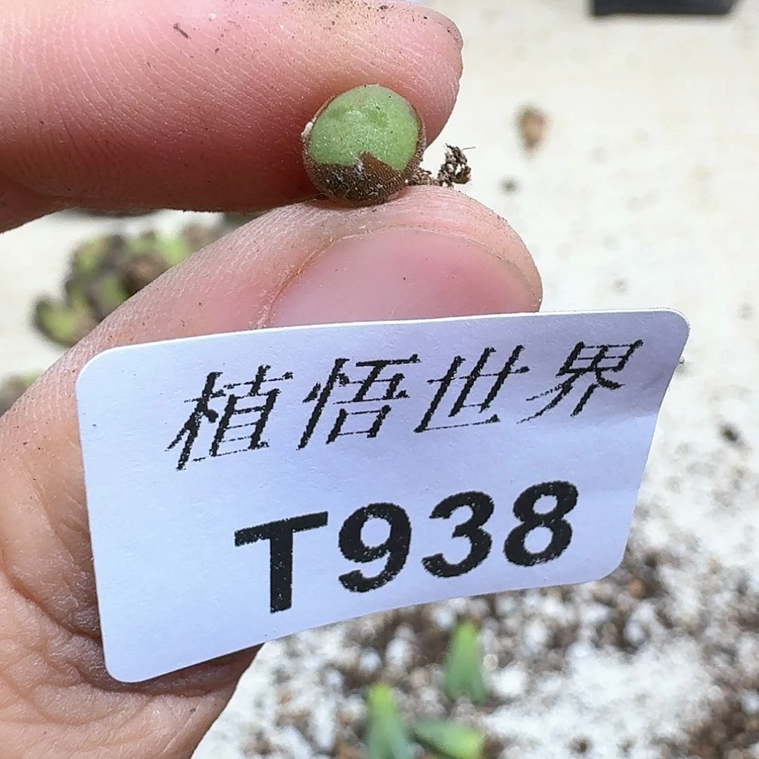 多肉植物的润泽额v v