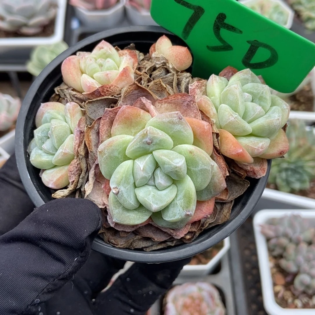 750冰玉多肉植物保护