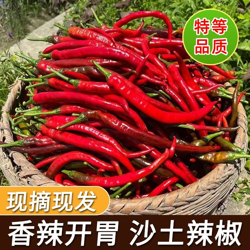 农家湖南新鲜辣椒秋辣椒小个头皮薄青红辣椒微中辣现摘现发土辣椒
