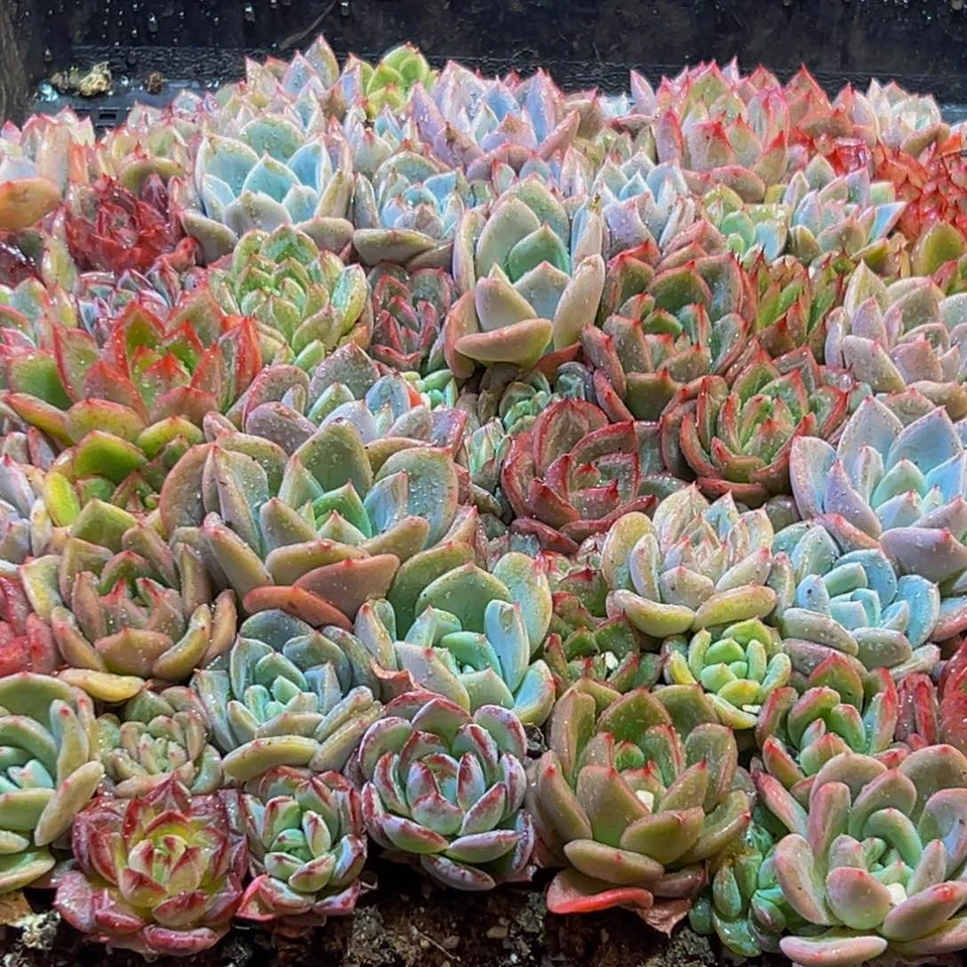 410多肉的小龙虾和小