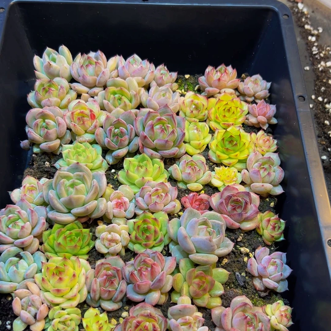 438多肉植物的生长发育