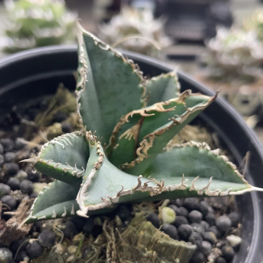 陆版麻花龙舌兰仁王冠