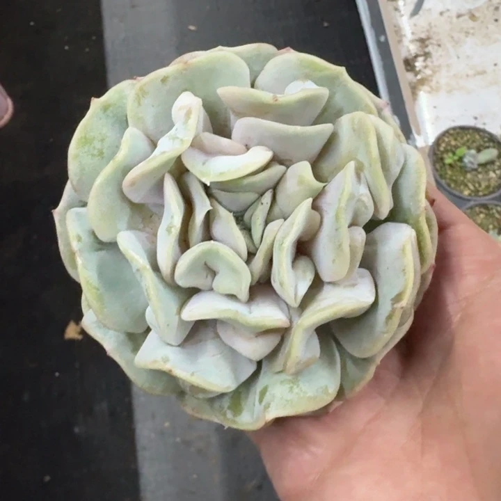 云瑶仙子 单头 一物一拍